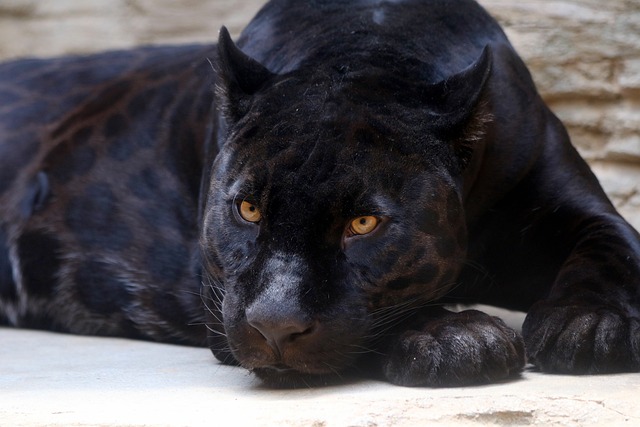 black-panther-3466399_640
